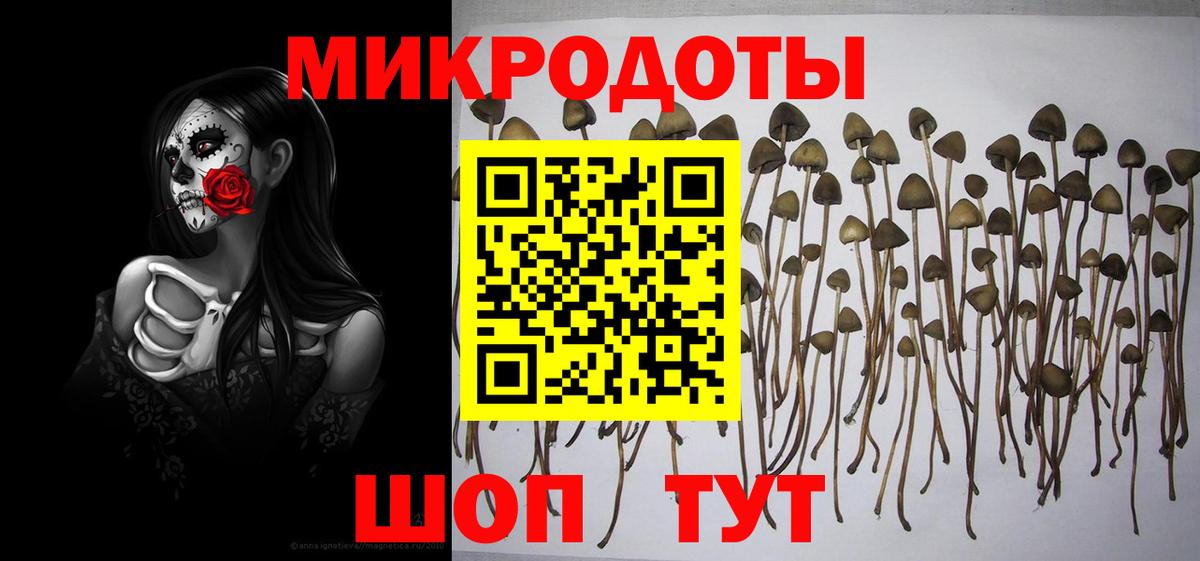 Псилоцибиновые грибы мицелий  Вход с VPN  Тулун  Псилоцибиновые грибы Psilocybe 